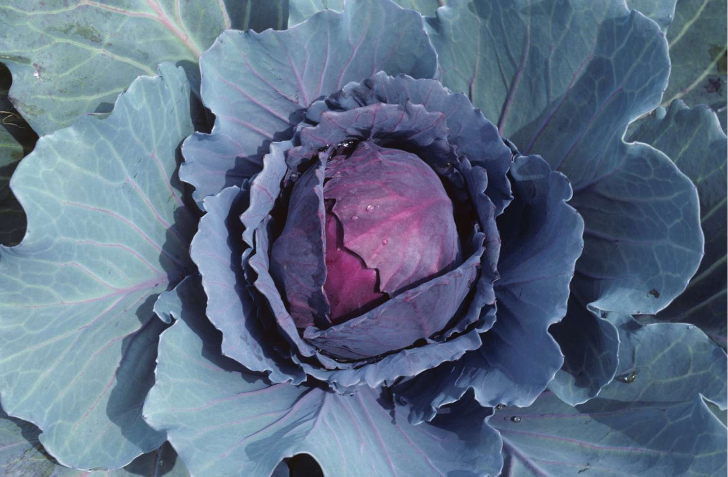 Chou rouge 'Langedijker Bewaar 2' (graines BIO)